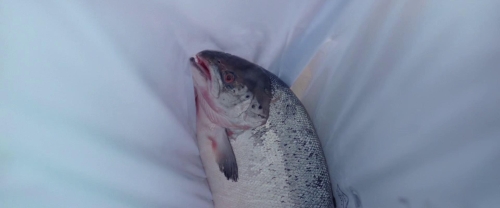 A White White Day 09