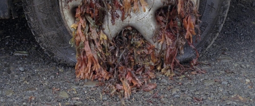 A White White Day 34