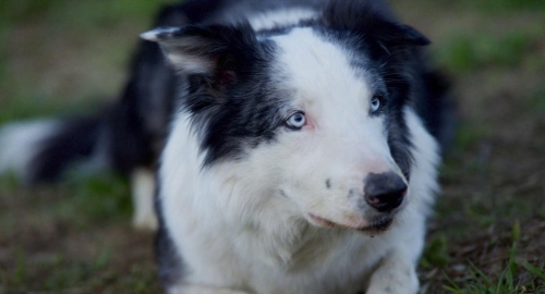 Anatomy of a Fall 61