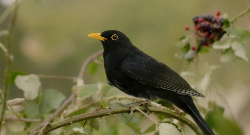 Blackbird Blackbird Blackberry 03