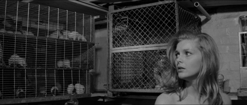 Bunny Lake is Missing 42