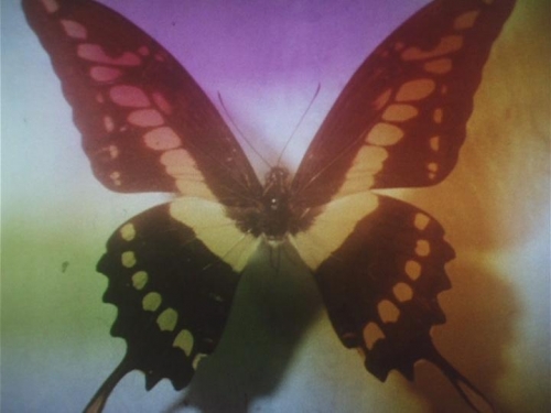 Butterfly 001