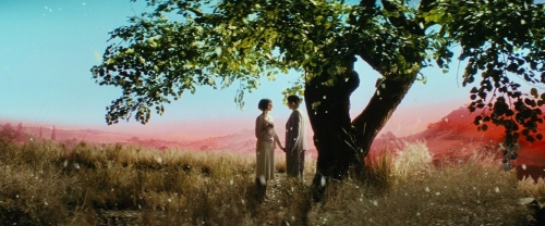 Chicken With Plums 56