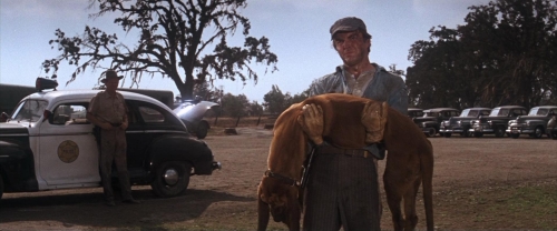 Cool Hand Luke 47
