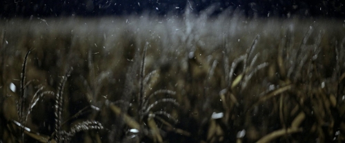 Dark Harvest 04