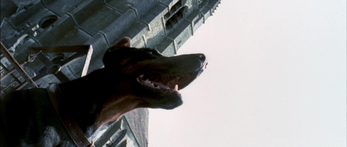 Dobermann 02