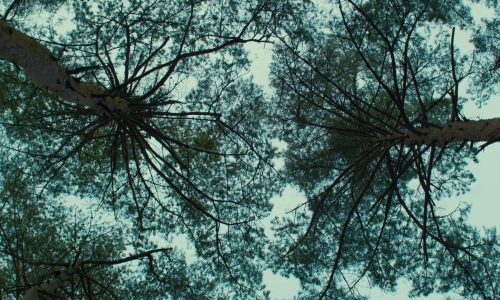 Evil Does Not Exist 02