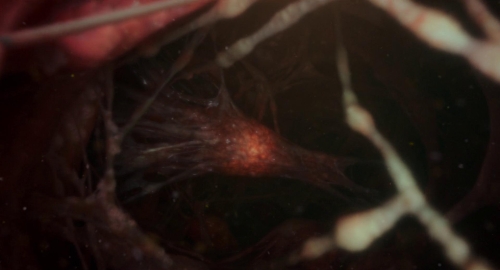 Frankenstein 2025 23