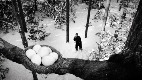 Hundreds of Beavers 09