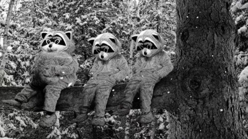 Hundreds of Beavers 19