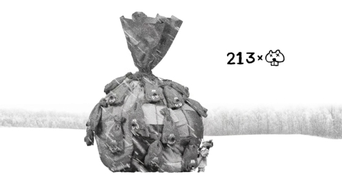 Hundreds of Beavers 38