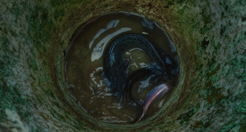 Inside The Yellow Cocoon Shell 31