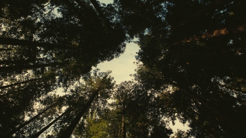 One Battle After Another31