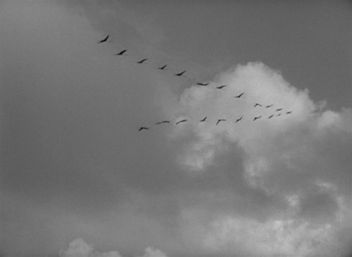 The Cranes Are Flying 03