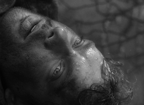 The Cranes Are Flying 41