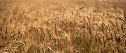 The Monk  The Gun 01