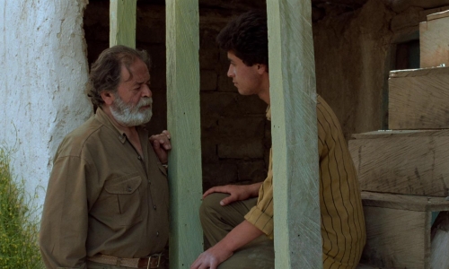 Through The Olive Trees 15