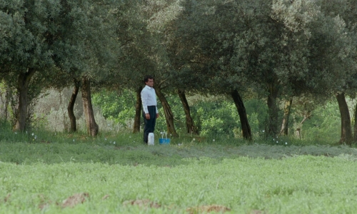 Through The Olive Trees 26