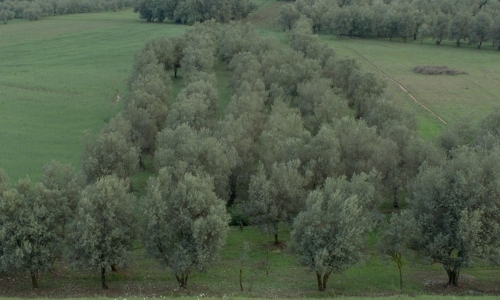 Through The Olive Trees 28