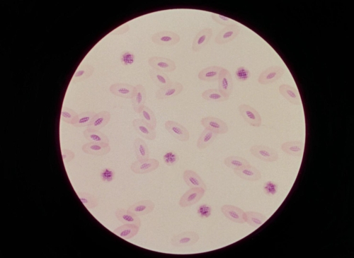 War of the Worlds 1953 39