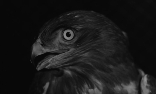 Witness in the City 51