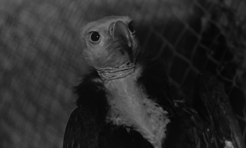 Witness in the City 53