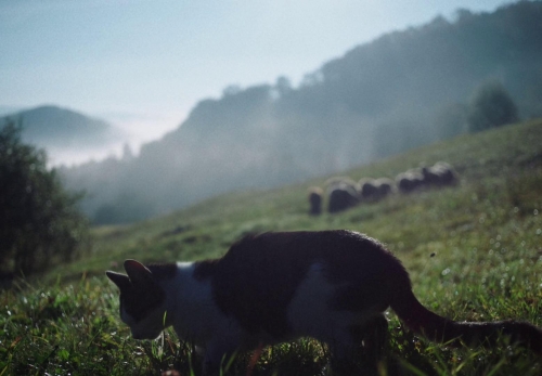 You Wont Be Alone 01